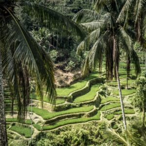 Best UBUD tour - all inclusive