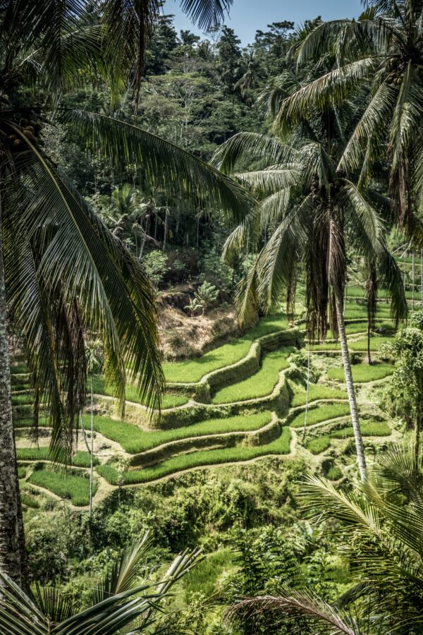 Best UBUD tour - all inclusive