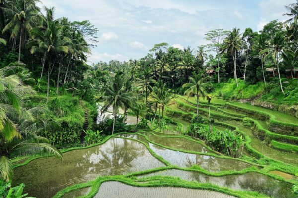 Best UBUD tour - all inclusive - Image 2