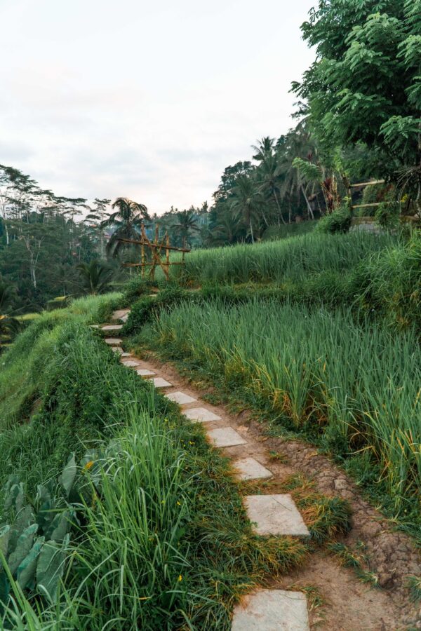 Best UBUD tour - all inclusive - Image 3